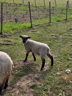 Zuiver Shropshire bokje te ruil