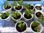 KORONA_ AARDBEIPLANTEN, Ophalen, Volle zon, Tweejarig, Fruitplanten