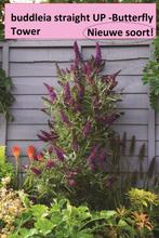 buddleja straight UP - Butterfly tower, vlinderstruik, Zomer, Vaste plant, Overige soorten, Ophalen