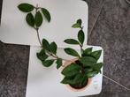 Plante d’appartement style liane : Hoya carnosa, Ombre partielle, En pot, Plante à fleurs, Enlèvement
