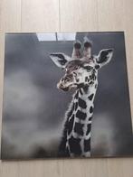 Glasschilderij giraf, Ophalen, 50 tot 75 cm, Zo goed als nieuw, Foto of Poster