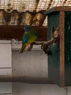 Splendid pop, Dieren en Toebehoren, Vogels | Parkieten en Papegaaien, Parkiet, Geringd