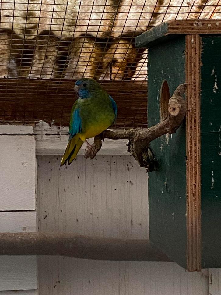Splendid pop, Dieren en Toebehoren, Vogels | Parkieten en Papegaaien, Parkiet, Geringd