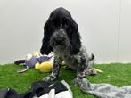 Engelse Cocker Spaniel pups, Dieren en Toebehoren, Honden | Retrievers, Spaniëls en Waterhonden, België, 8 tot 15 weken, CDV (hondenziekte)
