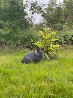 Lapin Mâle castrer (LIEGE), Mannelijk