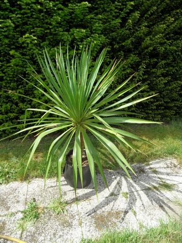 Grote yucca in pot beschikbaar voor biedingen