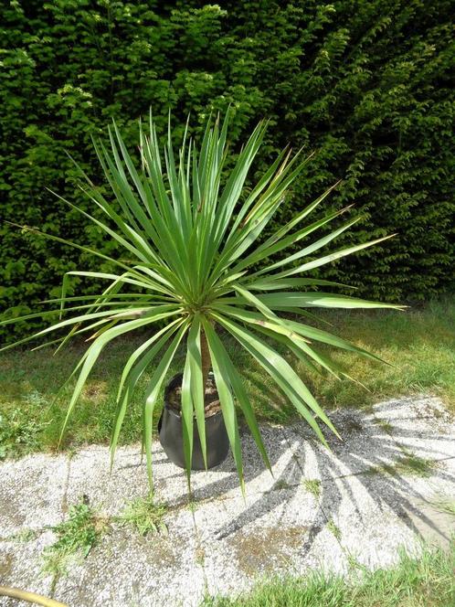 Grote yucca in pot, Tuin en Terras, Planten | Tuinplanten, Vaste plant, Volle zon, Zomer, Ophalen