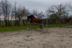 3,5 jarige ruin Vleut x Caspar, Springpaard, Gechipt, Ruin, Zadelmak
