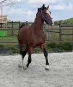 2.5 jarige tuigpaard hengst, Dieren en Toebehoren, Hengst, Tuigpaard