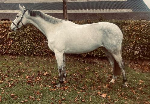 6 jarige nakomeling van Emir r, Dieren en Toebehoren, Paarden, Merrie, B, 160 tot 165 cm, 3 tot 6 jaar, Springpaard