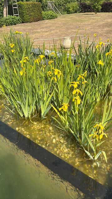 Vijverplanten: gele lis/iris beschikbaar voor biedingen