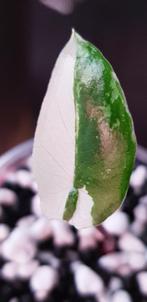 Alocasia Macrorrhiza Black Stem variegata, Huis en Inrichting, Ophalen of Verzenden