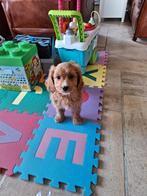 Cavapoo pups, België, CDV (hondenziekte), 8 tot 15 weken, Meerdere