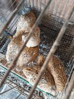 Japanse kwartel hennen, Dieren en Toebehoren, Vogels | Overige Vogels