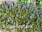 Bodembedekkers in een 4-tal soorten, Jardin & Terrasse, Plantes | Jardin, Enlèvement, Couvre-sol, Plante fixe
