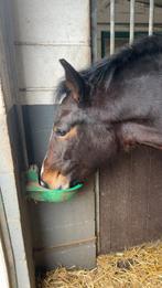 Bijrijder / halve stal gezocht, Dieren en Toebehoren, Paarden