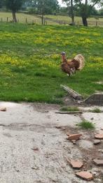 Rode ardenner kalkoenen broedeieren, Dieren en Toebehoren, Pluimvee, Meerdere dieren, Kalkoen