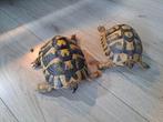2 vrouwelijke griekse landschildpadden, Dieren en Toebehoren, Reptielen en Amfibieën, Schildpad, Tam, 7 tot 10 jaar