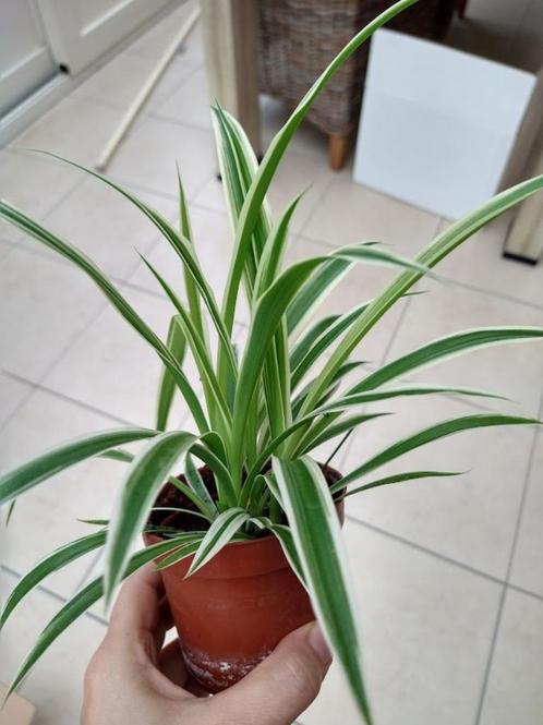 kleine graslelie, Huis en Inrichting, Kamerplanten, Minder dan 100 cm, Bloeiende kamerplant, Ophalen