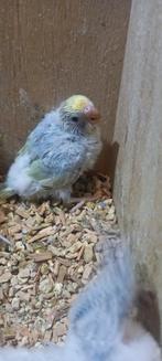 Regenboog grasparkieten, Dieren en Toebehoren, Vogels | Parkieten en Papegaaien, Parkiet, Geringd