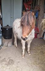 Shetlander Hengstje, Dieren en Toebehoren, Pony's, Ontwormd, Hengst, 0 tot 2 jaar, A pony (tot 1.17m)