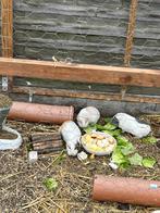 Deze cavia dames zoeken nieuwe thuis, Dieren en Toebehoren, Juni, Vrouwelijk, Cavia
