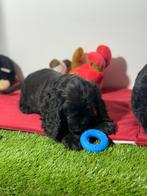 Engelse cocker pup reutje, Dieren en Toebehoren, Honden | Retrievers, Spaniëls en Waterhonden, België, Reu, CDV (hondenziekte)