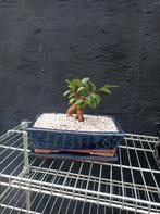 Ficus Ginseng Bonsai, Maison & Meubles, Plantes d'intérieur, Ficus, Enlèvement, Moins de 100 cm