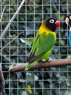 Personata wild kleur, Dieren en Toebehoren, Geslacht onbekend