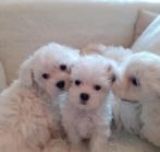 Chiots bichon frisés, Animaux & Accessoires, Chiens | Chihuahuas & Chiens de compagnie, 15 semaines à 1 an, Parvovirose, Bichon maltais