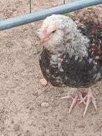 2 duitse faverolles haan, Dieren en Toebehoren, Pluimvee