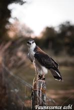 🦅 Stage fauconnerie – Expérience unique avec les rapaces 🦅, Ophalen, Nieuw