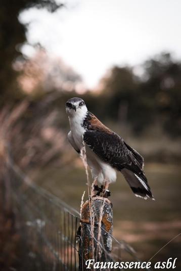 🦅 Stage fauconnerie – Expérience unique avec les rapaces 🦅, Divers, Pâques, Enlèvement, Neuf