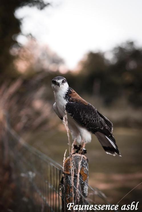 🦅 Stage fauconnerie – Expérience unique avec les rapaces 🦅, Diversen, Pasen, Nieuw, Ophalen