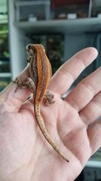 Rhacodactylus Auriculatus Gargoyle Gecko Vrouwtje, Dieren en Toebehoren