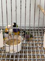 Koppel zwk 25 stuk, Dieren en Toebehoren, Vogels | Overige Vogels