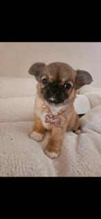Chihuahua teefje, Dieren en Toebehoren, Honden | Chihuahua's en Gezelschapshonden, België, Fokker | Hobbymatig, 8 tot 15 weken