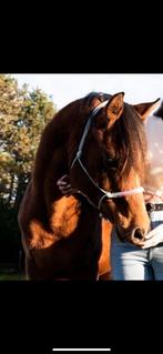 Ruin, Dieren en Toebehoren, Paarden, Minder dan 160 cm, Ruin, Zadelmak, Recreatiepaard