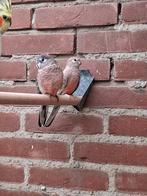 Bourke parkieten, Geringd
