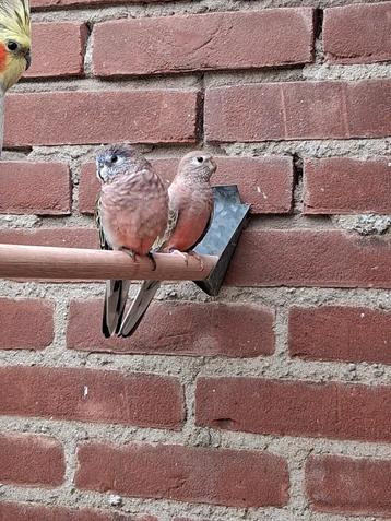 Bourke parkieten beschikbaar voor biedingen