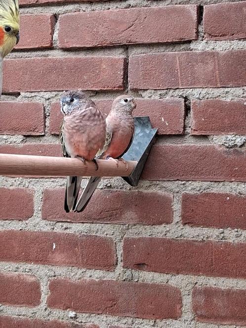 Bourke parkieten, Dieren en Toebehoren, Vogels | Parkieten en Papegaaien, Geringd