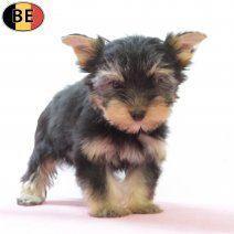 Prachtige Yorkshire-puppy’s vol charme te koop, Dieren en Toebehoren, Honden | Jack Russells en Terriërs, Meerdere dieren, Yorkshire Terriër