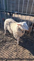 1 agneau à vendre, Ophalen, Nieuw