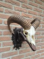 Moeflon Schedel op een prachtig hand gestoken schild Jacht, Collections, Collections Animaux, Enlèvement ou Envoi, Animal sauvage