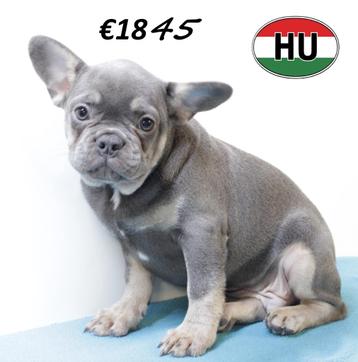 Franse Bulldog pups, verschillende prachtige kleuren beschikbaar voor biedingen