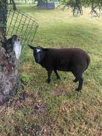 Boklam te koop, Dieren en Toebehoren, Schapen, Geiten en Varkens