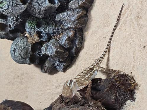Jonge dwergbaardagamen, Dieren en Toebehoren, Reptielen en Amfibieën, Amfibie