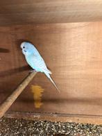 Grasparkieten, Meerdere dieren, Parkiet