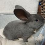 Duitse reus blauw vrouwtje reserveren, Dieren en Toebehoren, Konijnen, Vrouwelijk, Groot, 0 tot 2 jaar