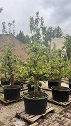 Oudfruit peren 40 jaar oud, Jardin & Terrasse, Plantes | Arbres fruitiers, Enlèvement ou Envoi